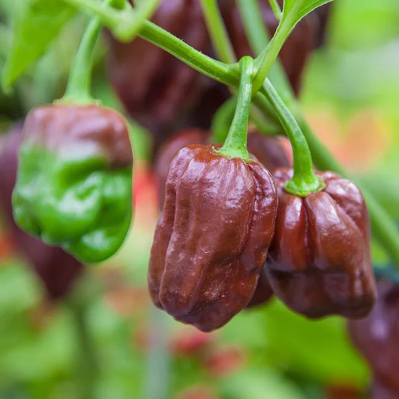 Fresh Habanero Peppers