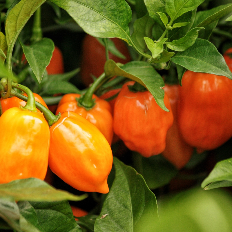 Fresh Habanero Peppers