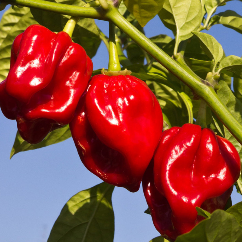 Fresh Habanero Peppers