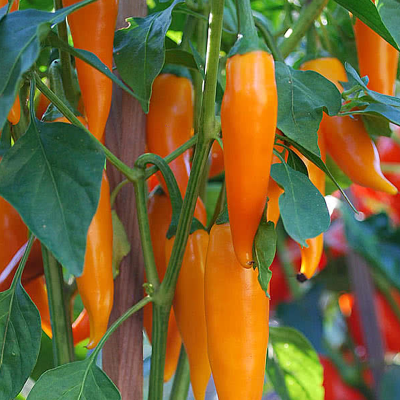 Φυτό Bulgarian Carrot