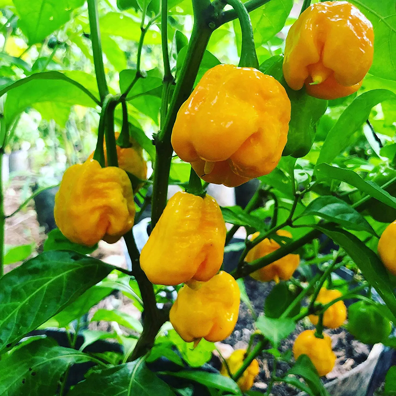 Φυτό Carolina Reaper Yellow