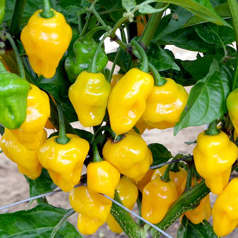 Φυτό Habanero Yellow