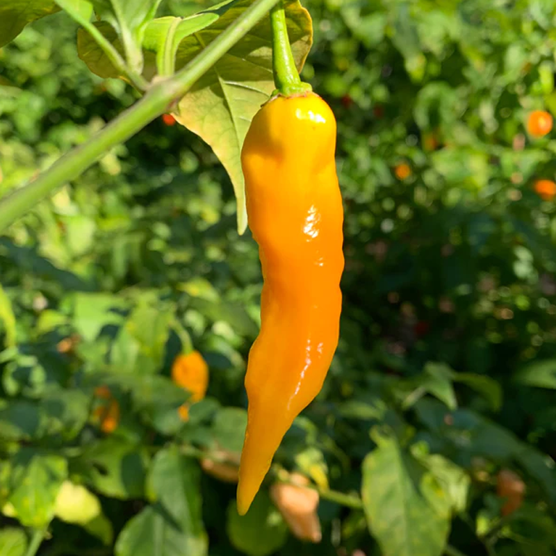 Φυτό Bhut Jolokia Yellow