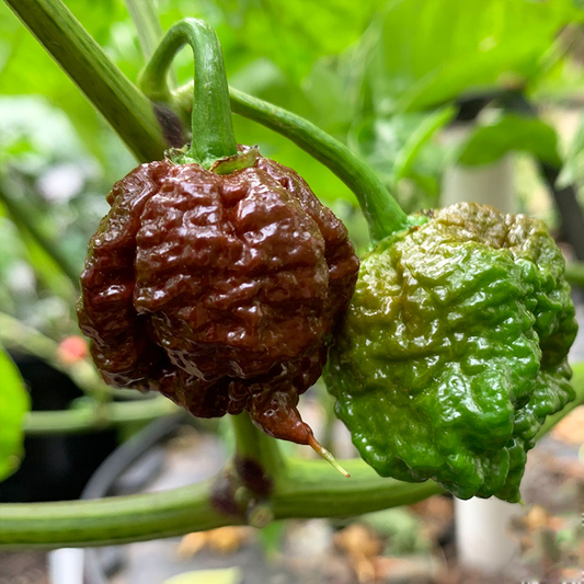 Φυτό Carolina Reaper Chocolate