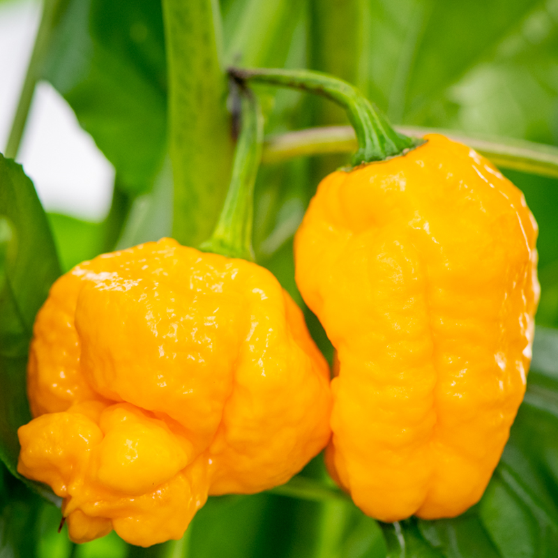 Φυτό Scotch Bonnet Yellow